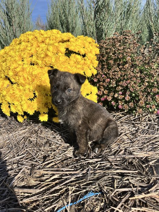 Собака (2 місяці, крупна)