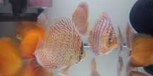 GB DYSKOWCE - paletki RED TURKUS hodowla własna od 4cm -25zł