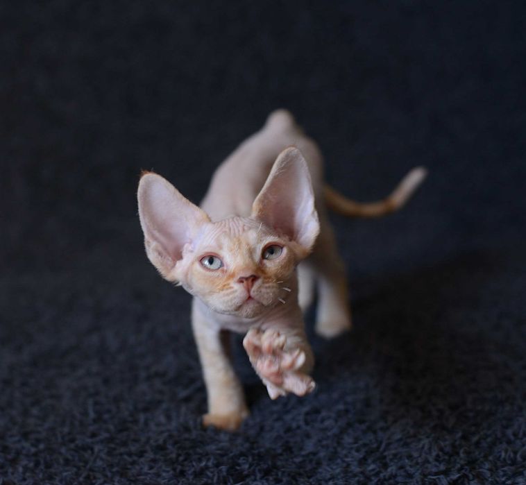 Rudy chłopiec Devon Rex rodowód FPL