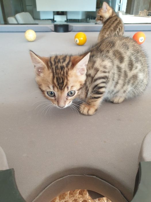 Gato de Bengala maravilhoso