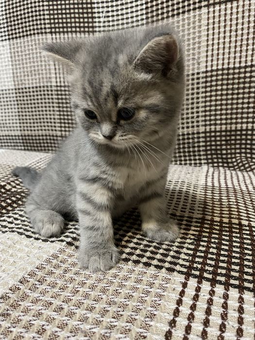 Продаються шотландські висловухі і прямовухі кошенята