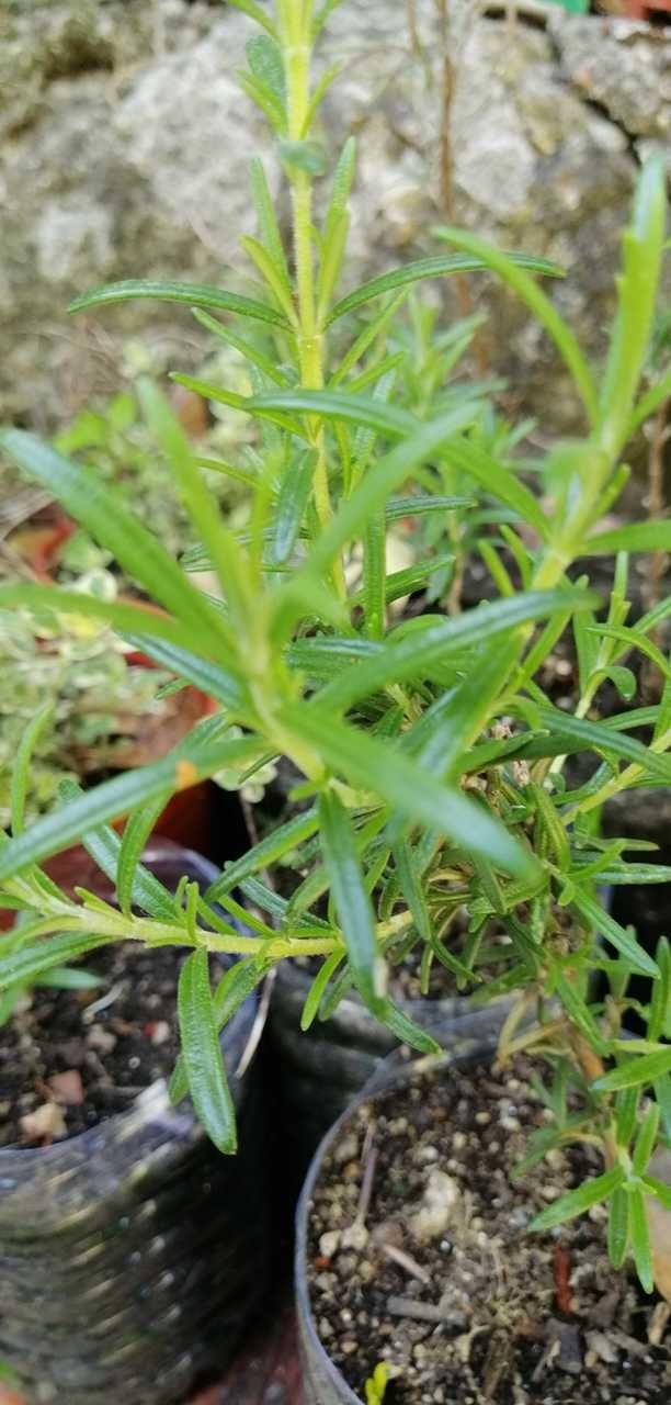 Plantas em vaso ou muda: Orégãos, Alecrim, Cidreira, Maracujá e outros