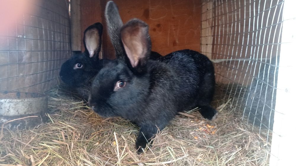 Продам тушки кролів