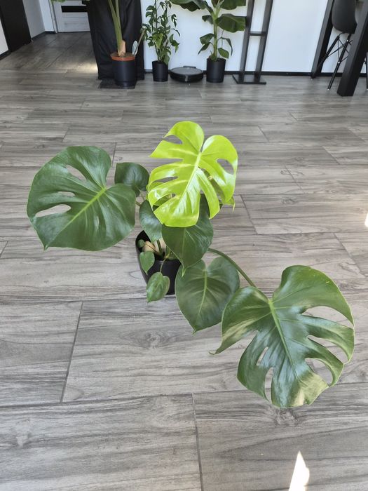 Monstera deliciosa roślina doniczkowa