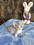 Kocurek Devon Rex