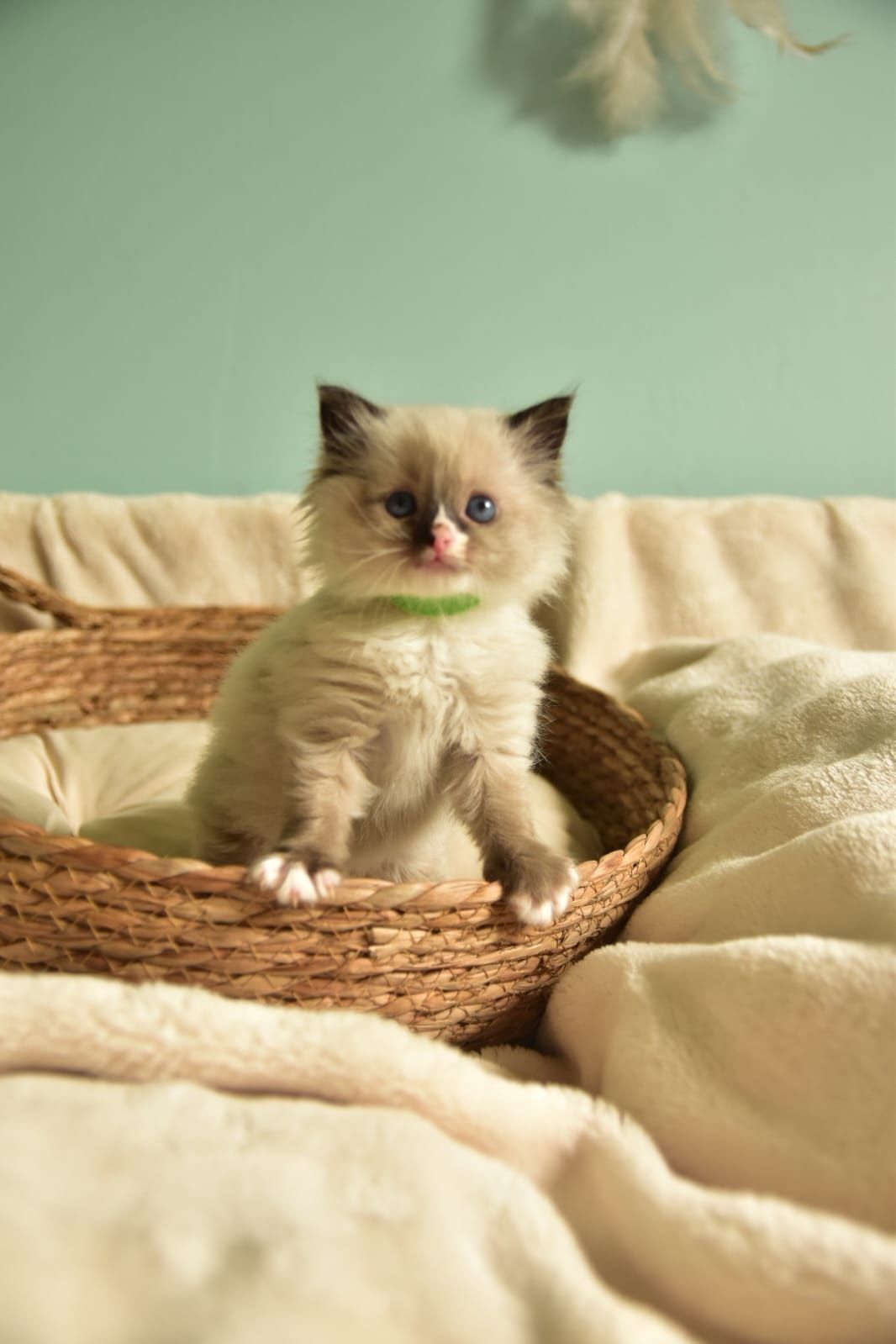 Ragdoll piękny kotek