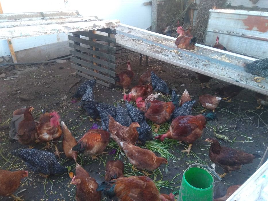 Galosl criados no campo otimos para seu natal