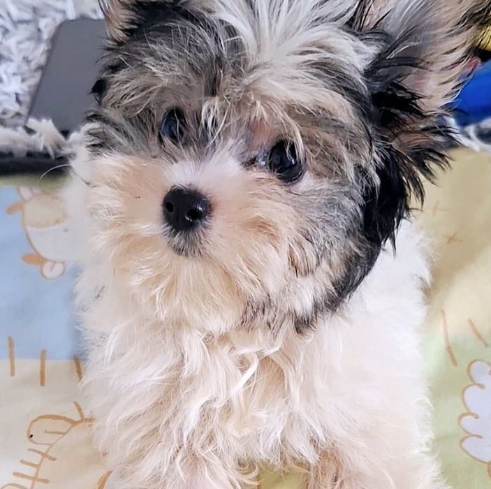 Mini york biewer Alinka- mama waga 2.40kg , tata 1.90kg