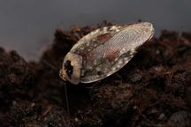 Gyna caffrorum, karaczany ozdobne