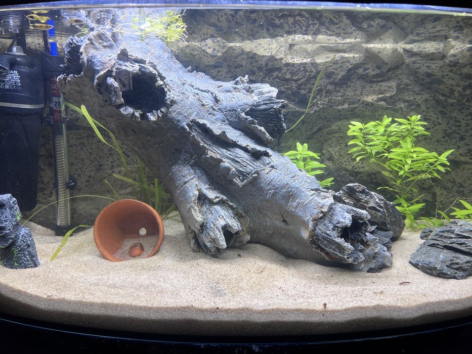 Aquario Panoramico completo pronto a funcionar
