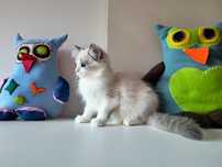 Ragdoll gotowy do zmiany domu