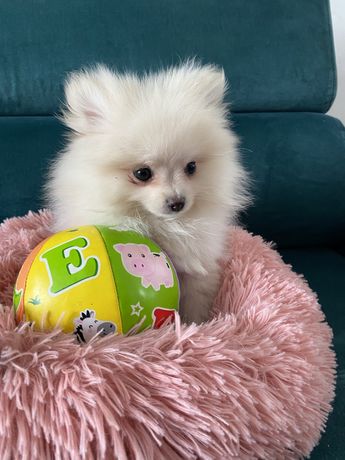 Szpic Miniaturowy Pomeranian prawdziwy rodowód  ZKwP  już do odbioru!!