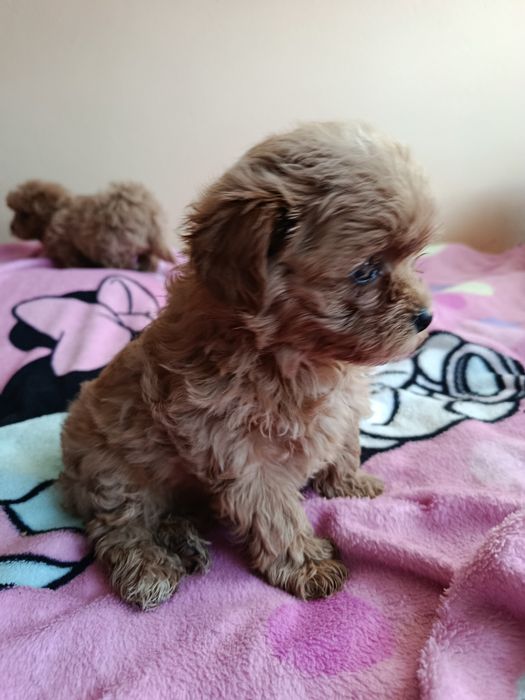 Maltipoo suczka szczeniak