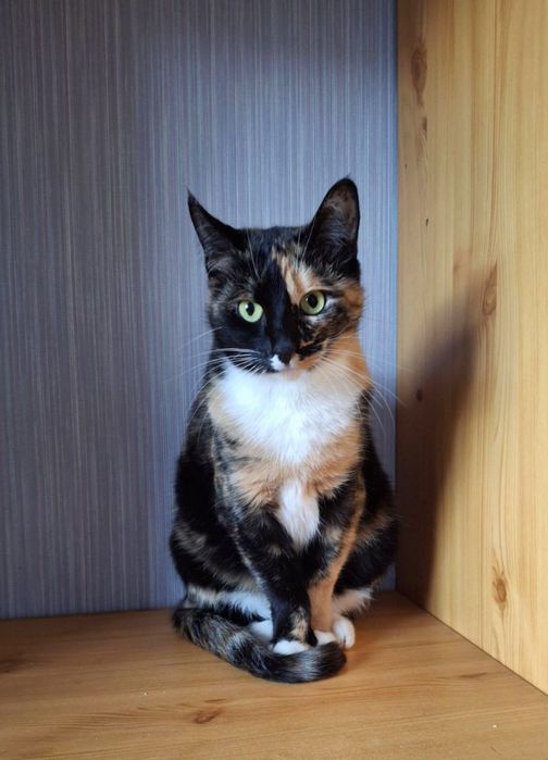 Стерилизованная трёхцветная кошка (10 мес.) ищет дом! Отдам в хорошие