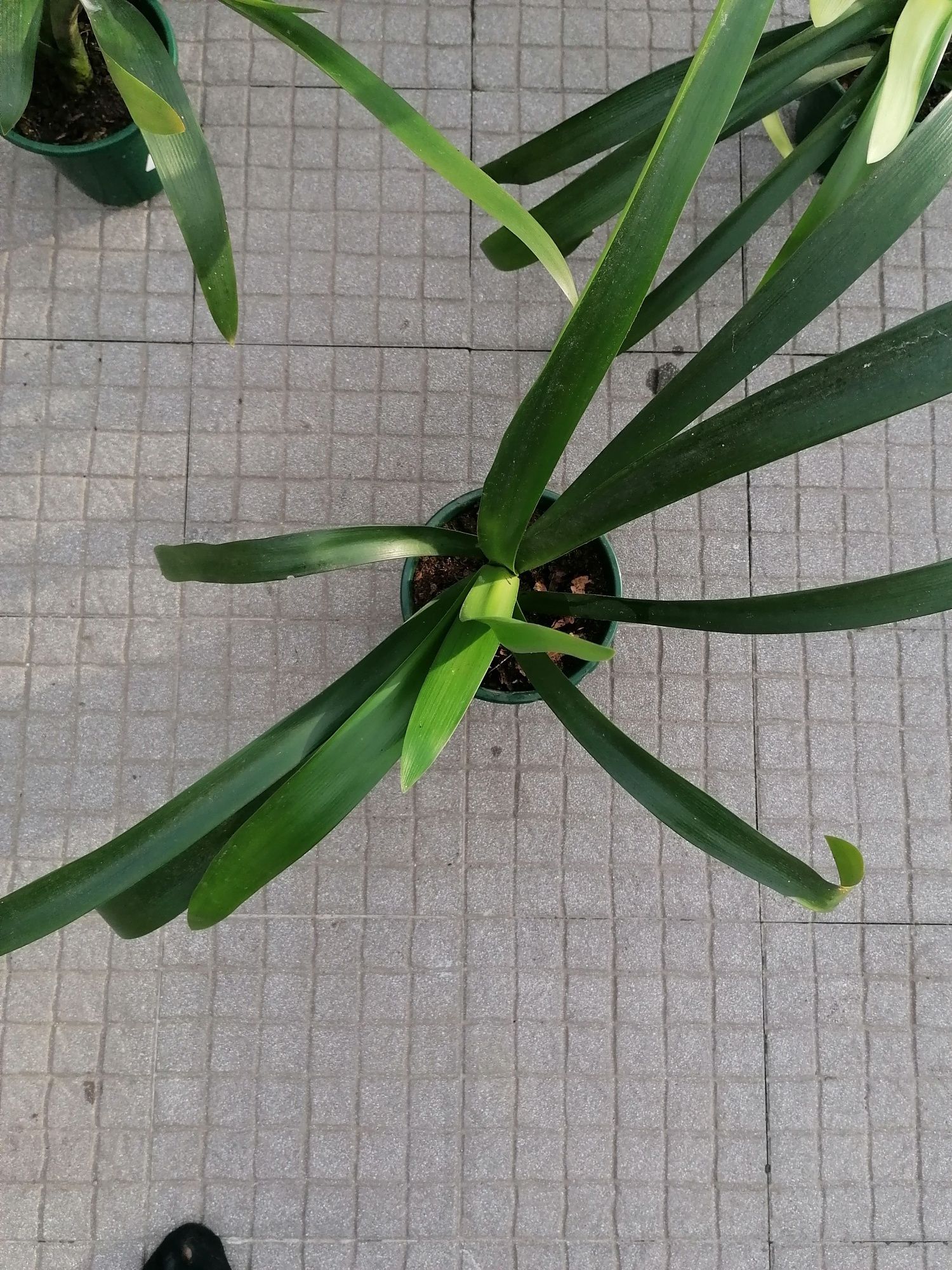 Planta clivias