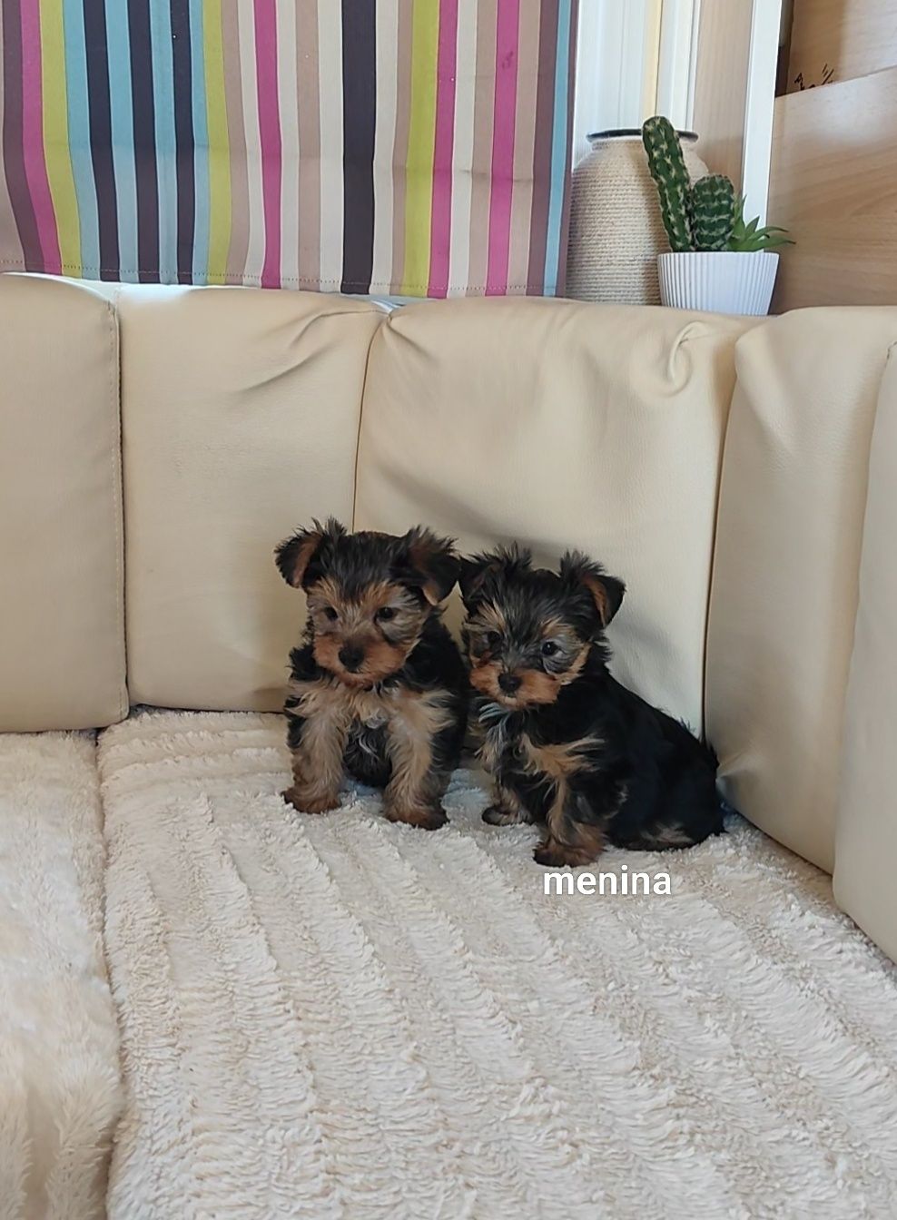 Yorkshire terrier mini fêmea