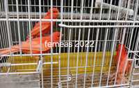 Canarias vermelhas 2022