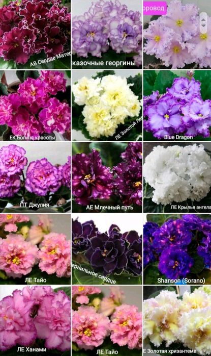 РОЗПРОДАЖ  молоденькі кустики сортової фіалки