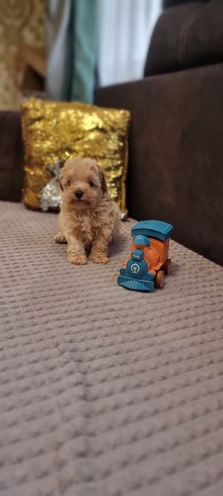 Супер мальчик !Мальтипу!