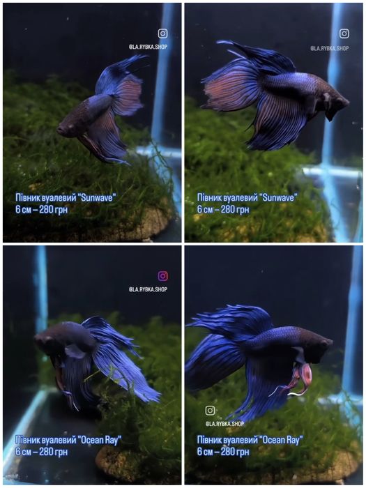 Рибка півник дамбо, халфмун, вуалевий