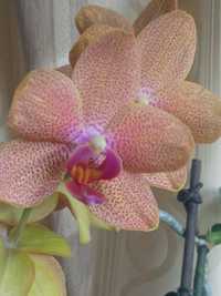 Орхидея фаленопсис Sunset Love