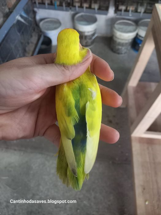 Roseicollis fêmeas e machos