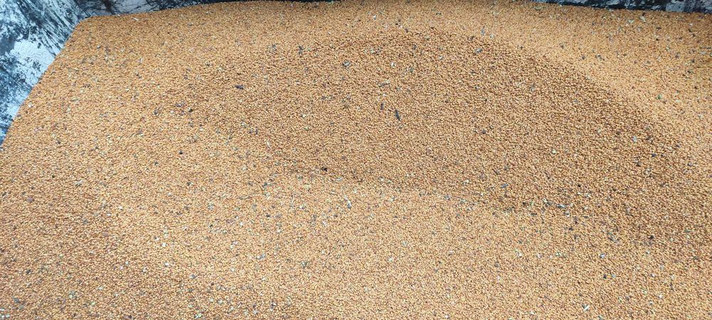 Lniankę ( Rydzyk)na olej sprzedam