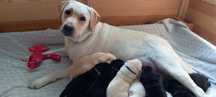 Labrador Retriver