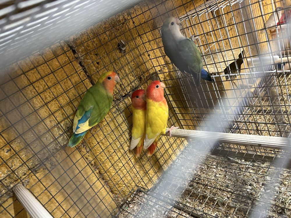 Vendo   Agapornis