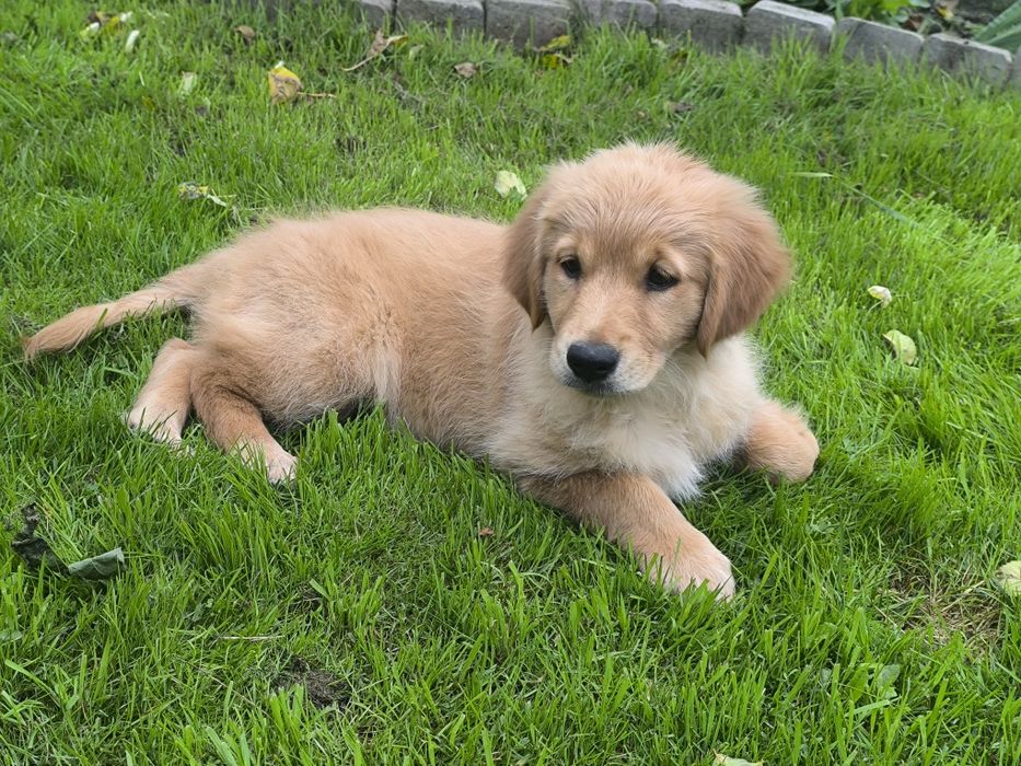 Golden retriever