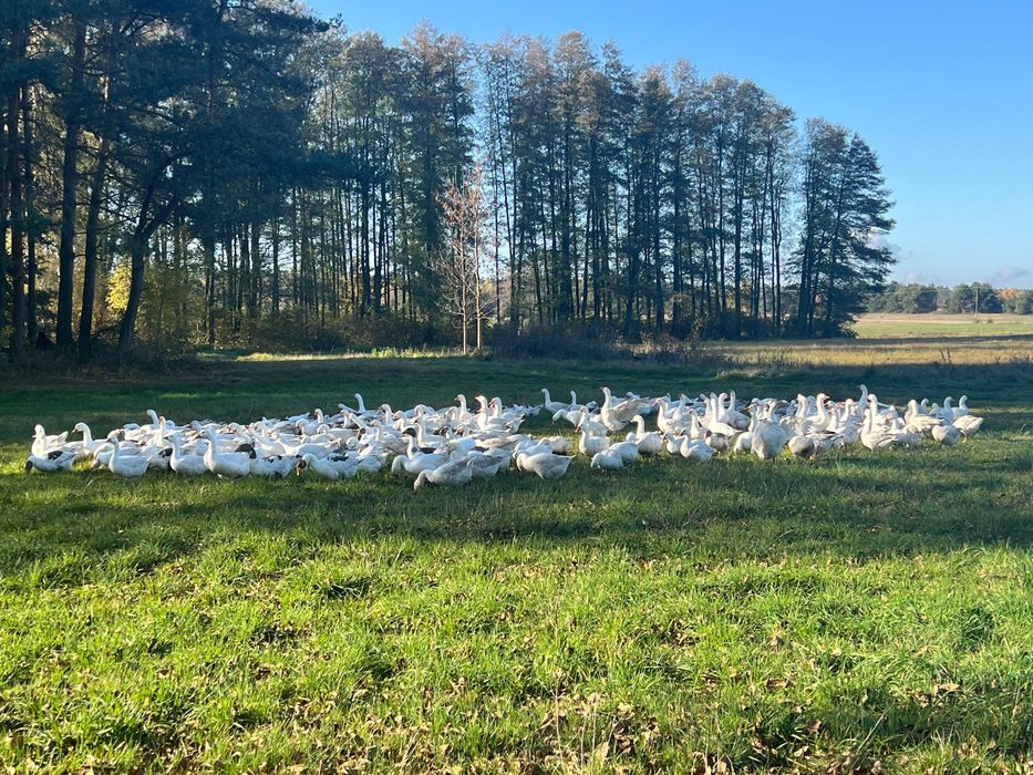 Sprzedam tuszki gęsi