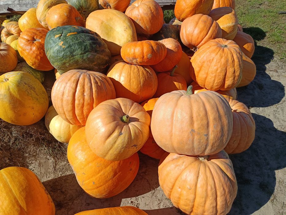 Dynia jadalna / ozdobna