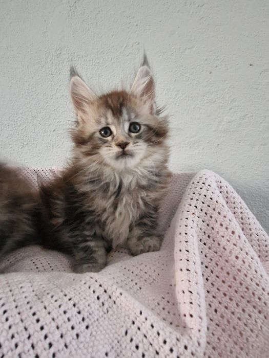 Maine Coon kotka kocięta