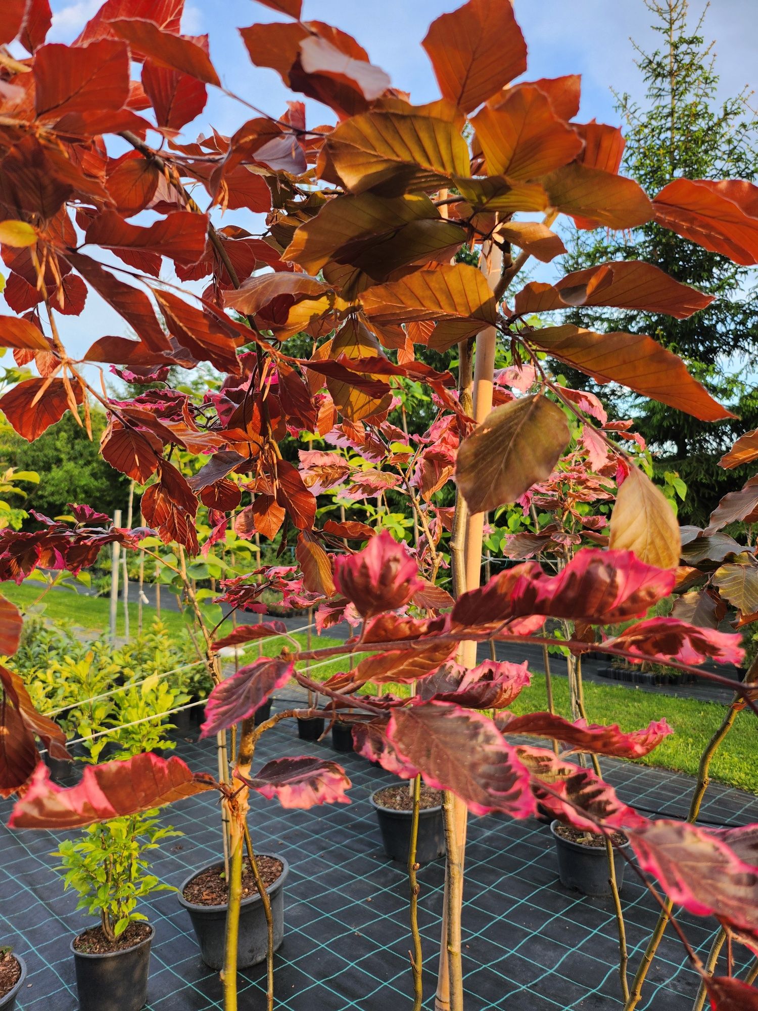 Buk "Tricolor" "Purpurea pendula"