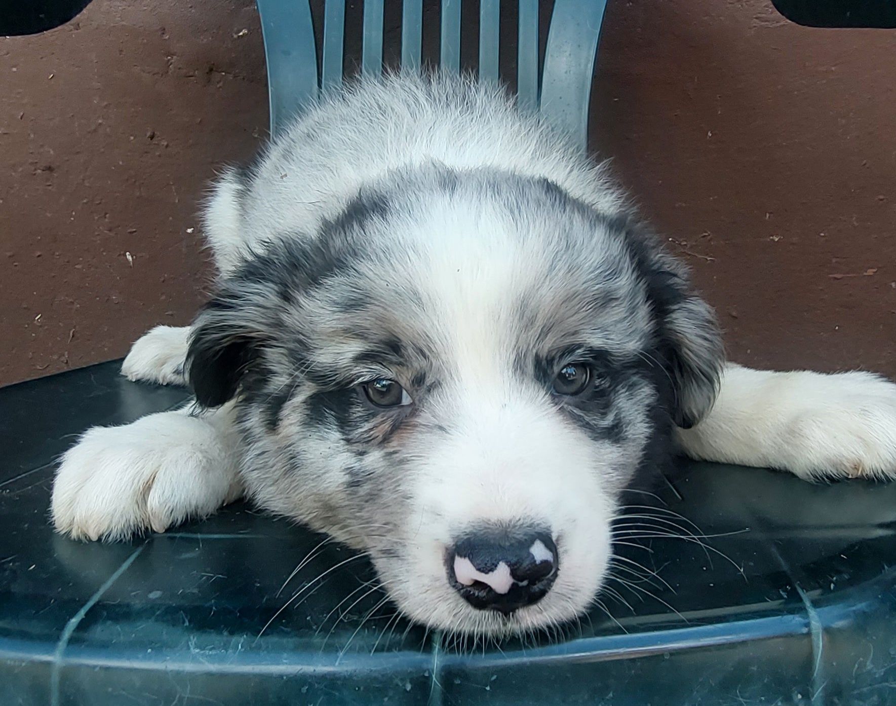 Border collie szczeniak blumerle