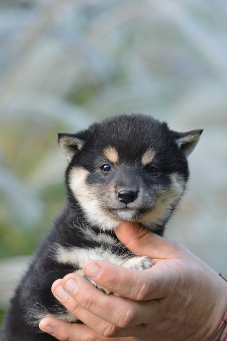 Shiba, shiba inu ZKwP/FCI