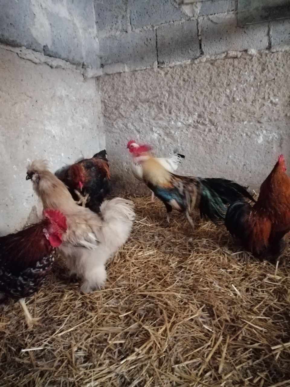 Kogut koguty silki czubatki różne rasy