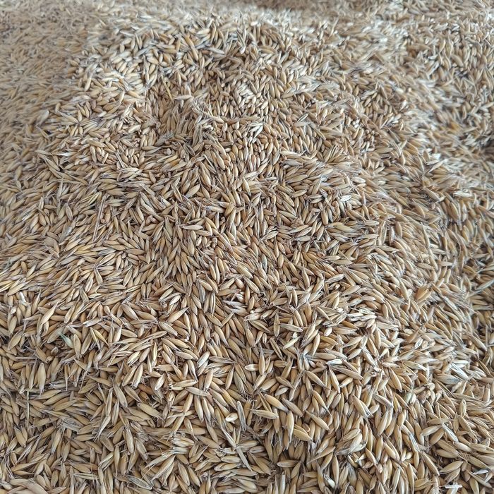 Sprzedam owies zbiór 2025