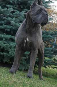 Cane Corso suczka FCI