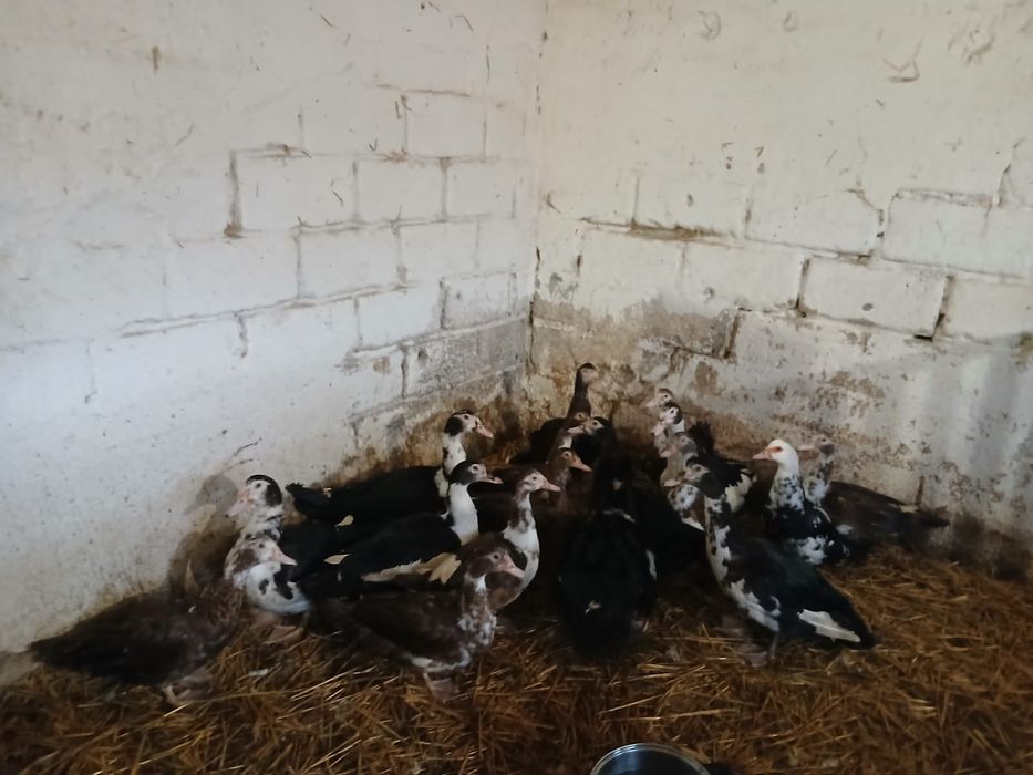 Sprzedam kaczki/kaczory