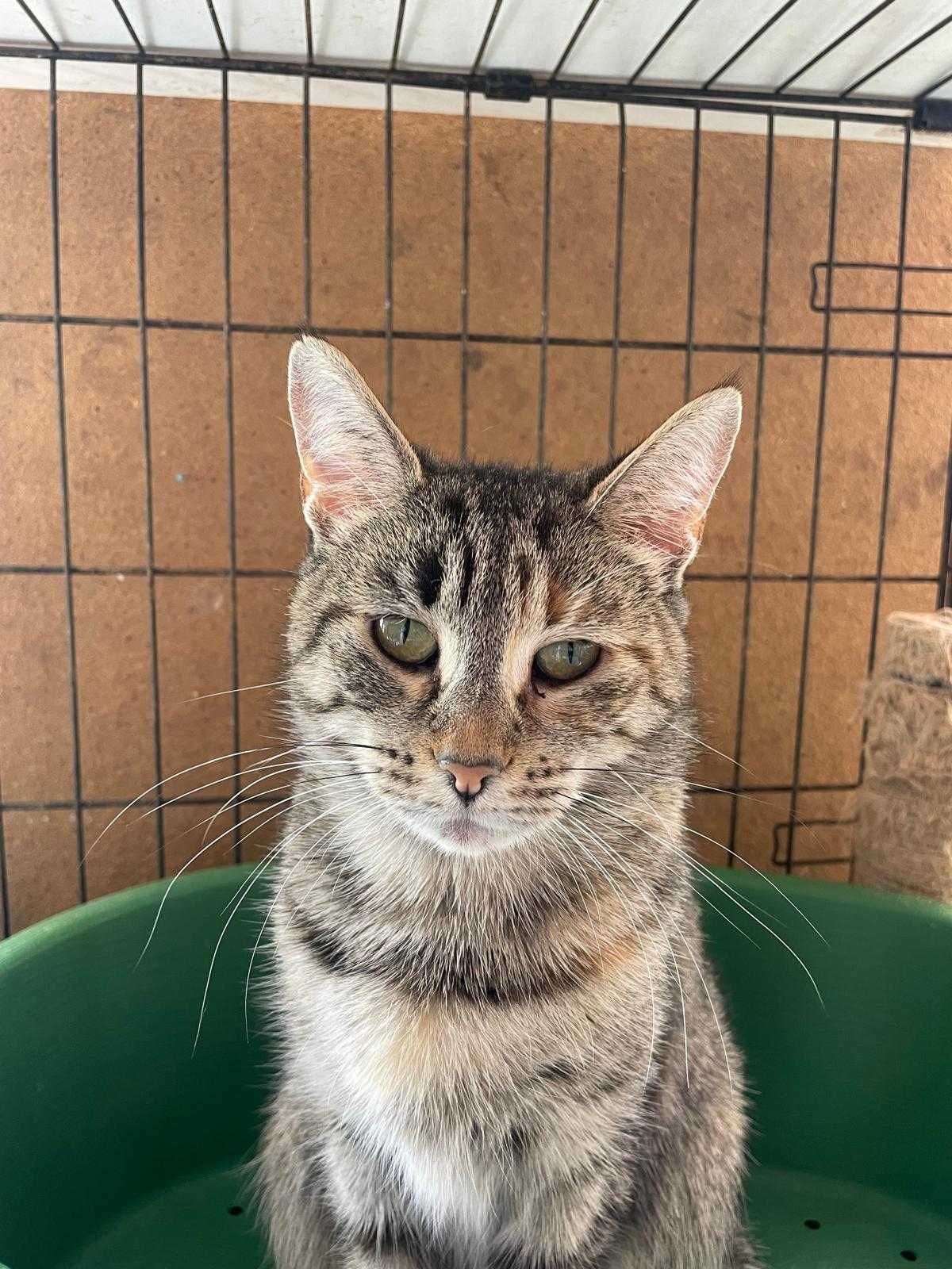 Sabrina - Para Adopção