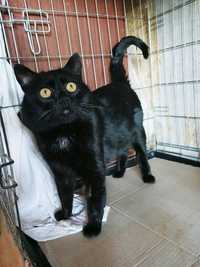 Черный кот Честер ищет дом, 1-2 года