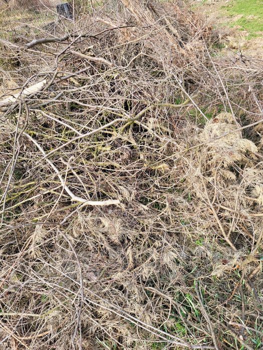 Oddam gałęzie za darmo