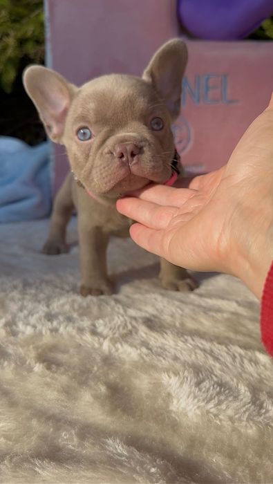 Buldog Francuski dziewczynka New shade Isabella