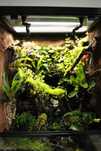 Terrarium bioaktywne dla gekona orzęsionego 40x40x60 ( Exotic Leszno )