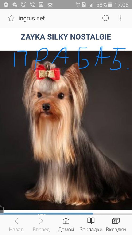 Продам  цуцика(7місяців) йоркширського тер‘єра, стандарт. Не питомник