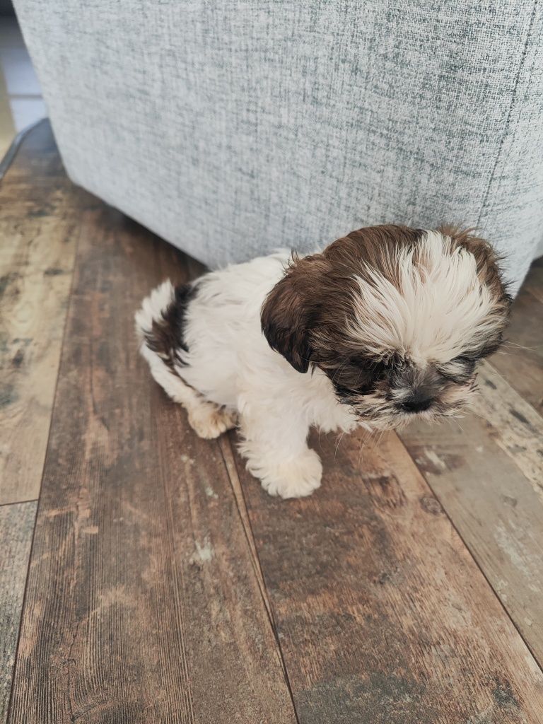 Śliczny piesek shihtzu