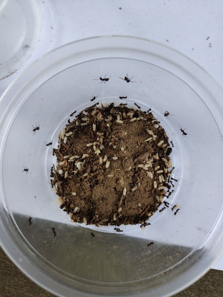 Kolonia mrówek Formica fusca Królowa+ok200 robotnic