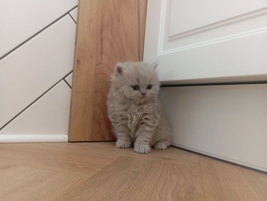 Śliczne kocurki , kotki brytyjskie niebieskie,liliowe