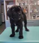 Cane Corso Italiano Sunia Bonita - piękna i masywna